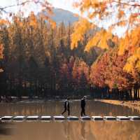 Metasequoia-gil is a place to go in Autumn 