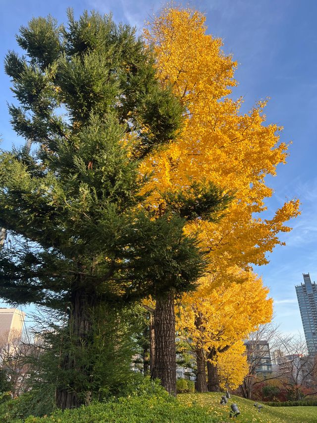 最美的風景，就是跟家人逛的秋葉🍂