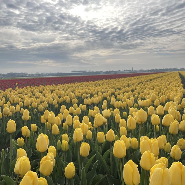 Spring with a sea of tulips