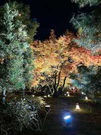 京都景點｜嵐山寶嚴院之夜楓
