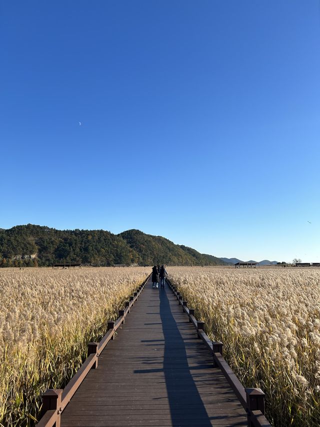 끝없는 갈대밭을 보고싶다면 순천만습지