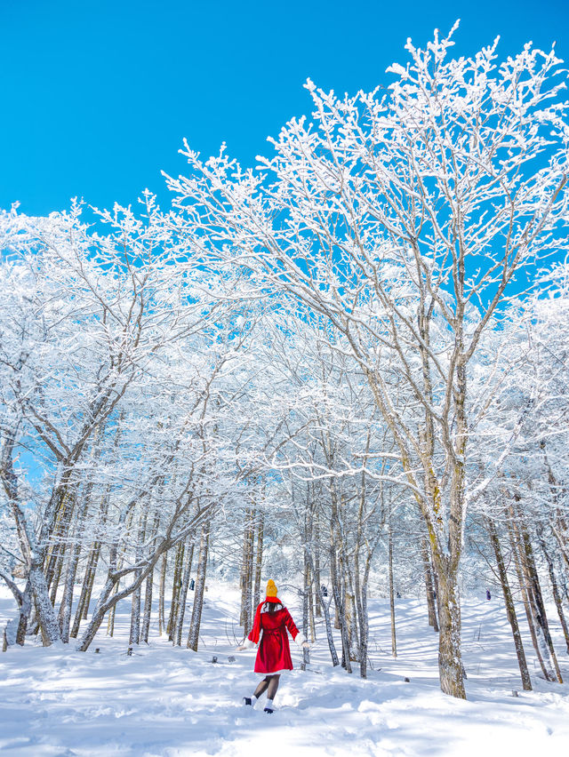 차타고 등산없이 눈꽃보는 만항재 ❄️