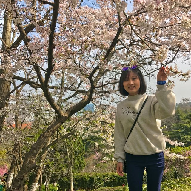 Cherry Blossom Splendor in Qingdao