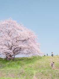 【関西の春景色は京都だけじゃない！💡】奈良県のおすすめ春絶景スポット5選！🌸✨ 
