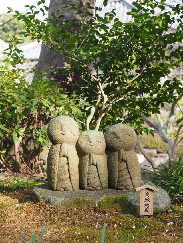 【鎌倉】春はもうすぐ、長谷寺の梅祭り