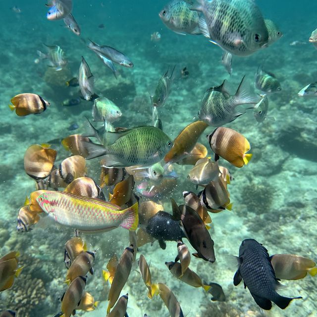 印尼龍目島浮潛潛水之旅