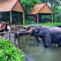 Captivating & immersive wildlife experience