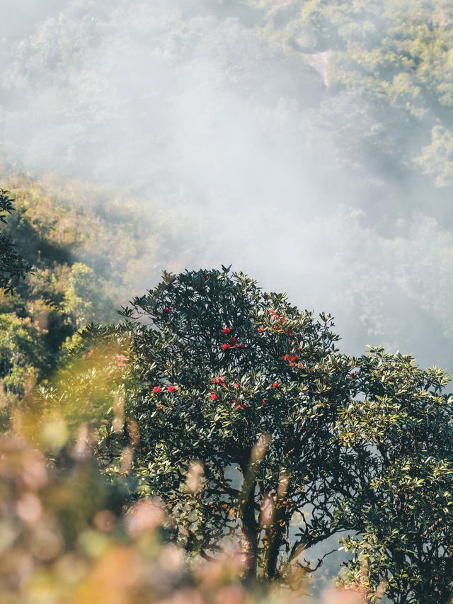 ดอยอินทนนท์ ⛰️🌲🌳🌱