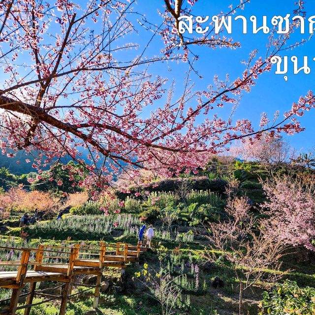 "ถนนสีชมพู" ณ ขุนวาง-ดอยอินทนนท์