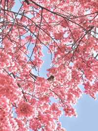【東京】既に満開の桜が咲くパワースポット