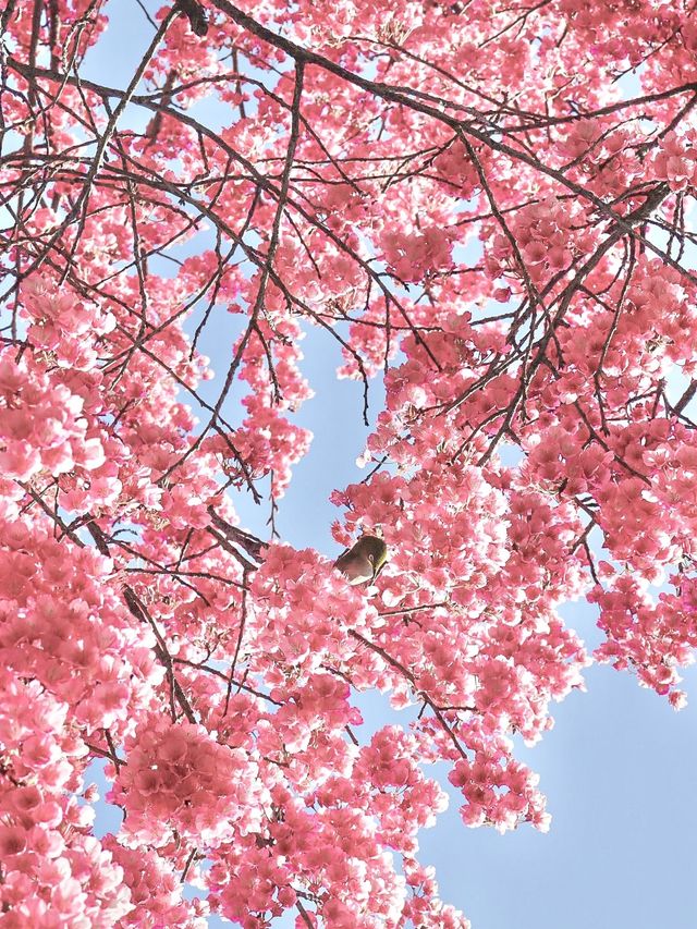 【東京】既に満開の桜が咲くパワースポット