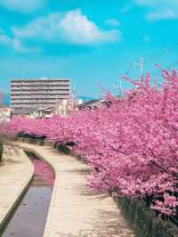 【京都】関西一の河津桜スポット🌸