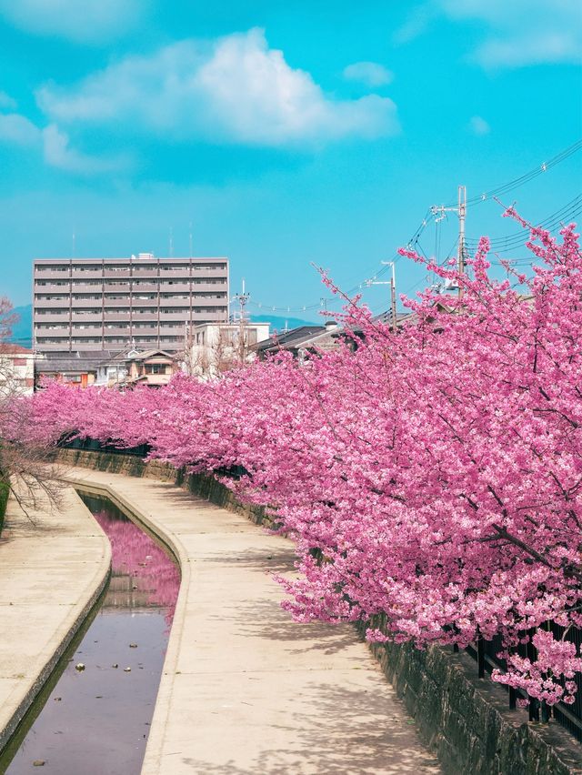 【京都】関西一の河津桜スポット🌸