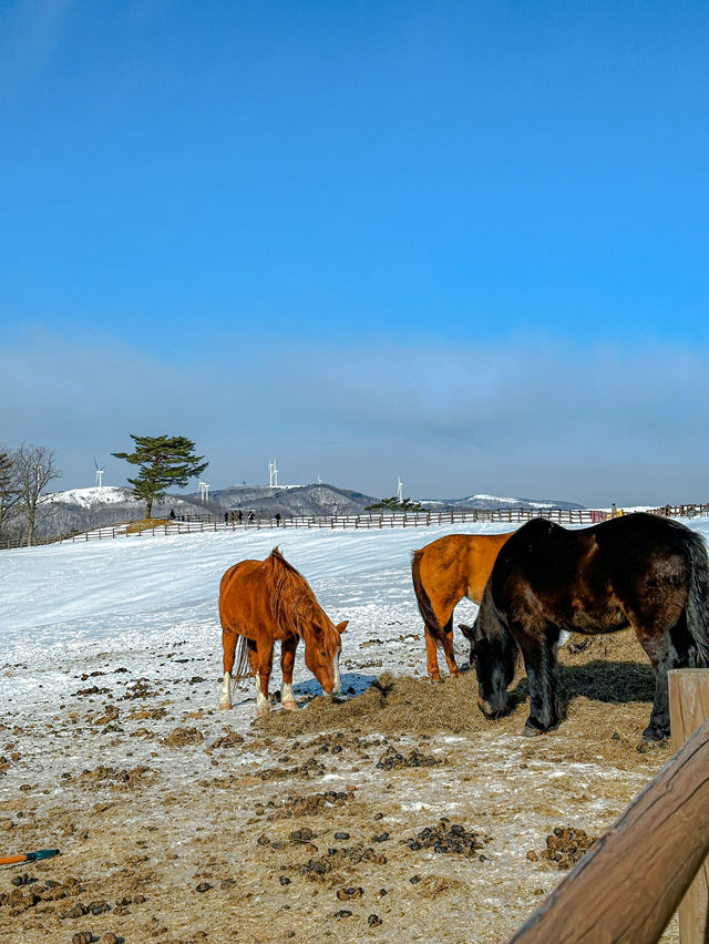 눈길 운전 걱정 없이 트랙터 타고 눈꽃세상으로☃️🤍