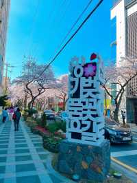 봄이되면 제주에서 가장먼저 가야하는 곳🌸