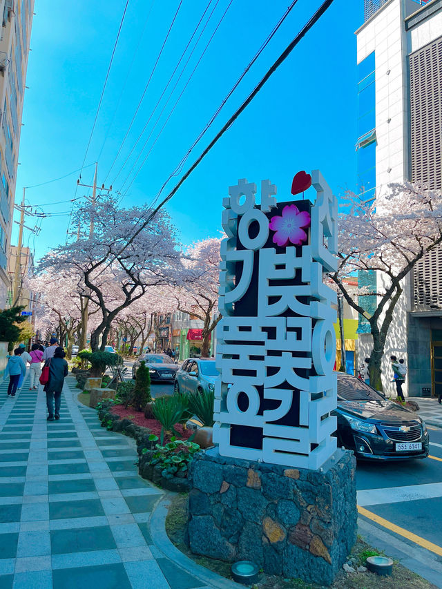 봄이되면 제주에서 가장먼저 가야하는 곳🌸