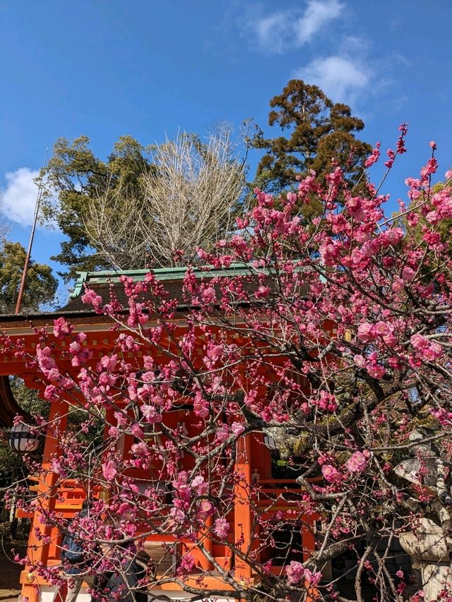 北野天満宮【北野の花手水】撫で牛の両脇の生花が華やかで綺麗