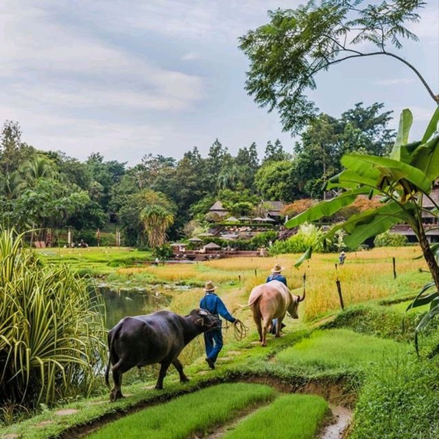 โฟร์ซีซั่น รีสอร์ท เชียงใหม่