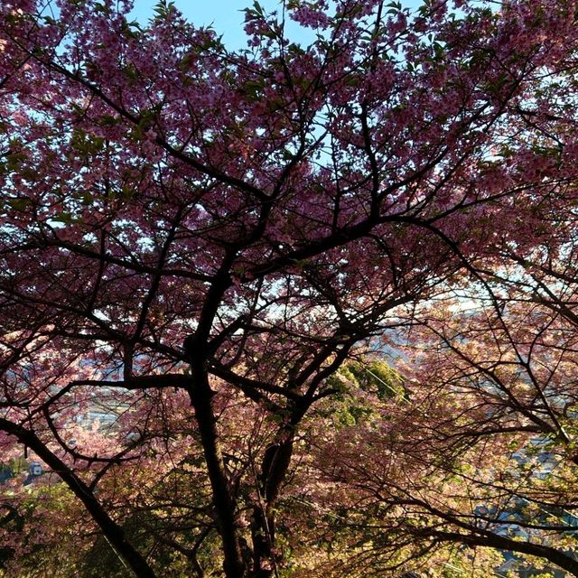 高台から見下ろす、富士山と桜のコンビネーション