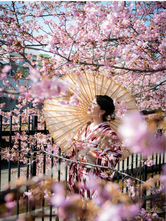 京都で1番最初に咲く桜🌸京都伏見『淀水路の河津桜』