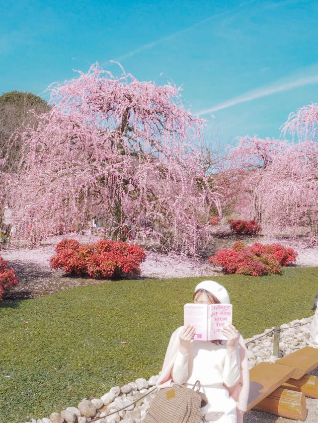 【三重】一生に一度は見たい！梅の絶景