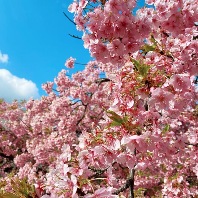 京都　淀水路の河津桜