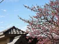 HELLO CHERRY MERRY BLOSSOMS! 🌸 