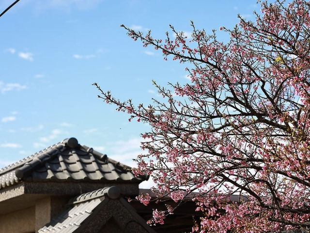 HELLO CHERRY MERRY BLOSSOMS! 🌸 