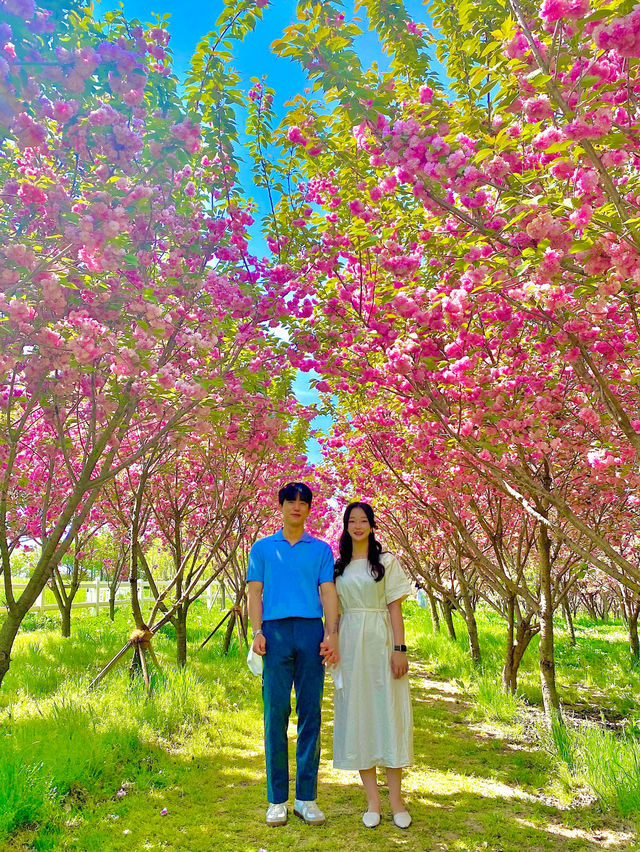 봄에 빠질 수 없는 청보리&겹벚꽃 명소 🌸
