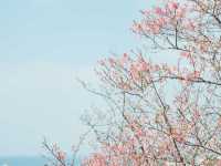 日本でも早く桜の見頃を迎える寒緋桜