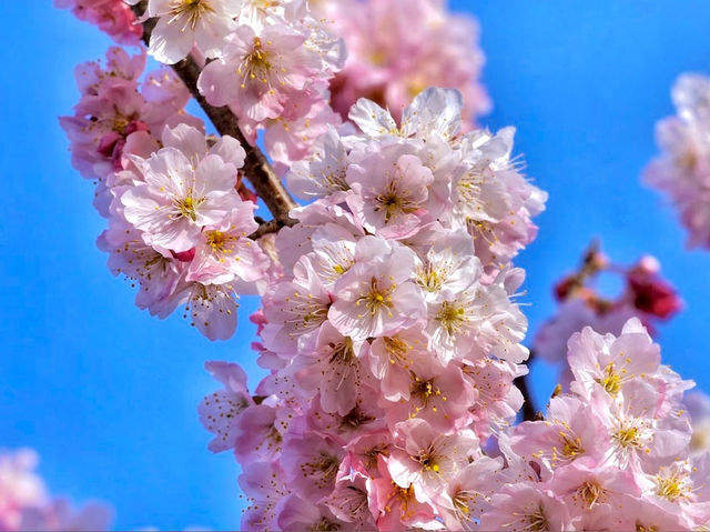 Harumeki-Sakura Cherry Blossoms