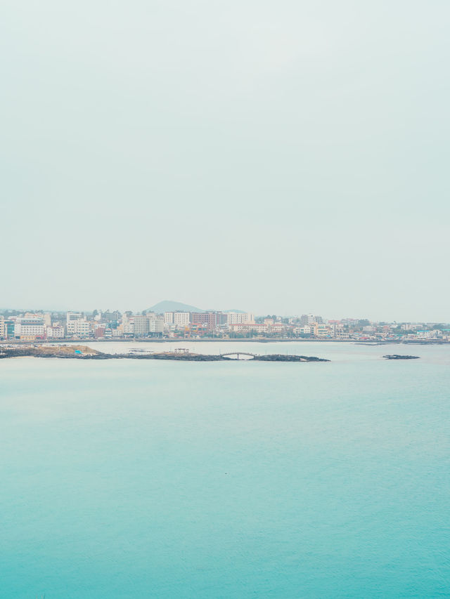 🌼제주 동쪽 유채+바다+노을 명소 [서우봉]☀️