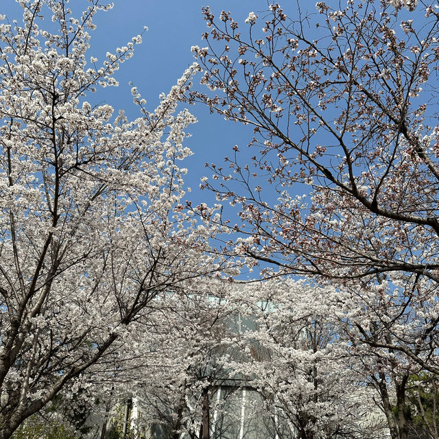 서울 벚꽃놀이는 북서울꿈의숲으로~🌸