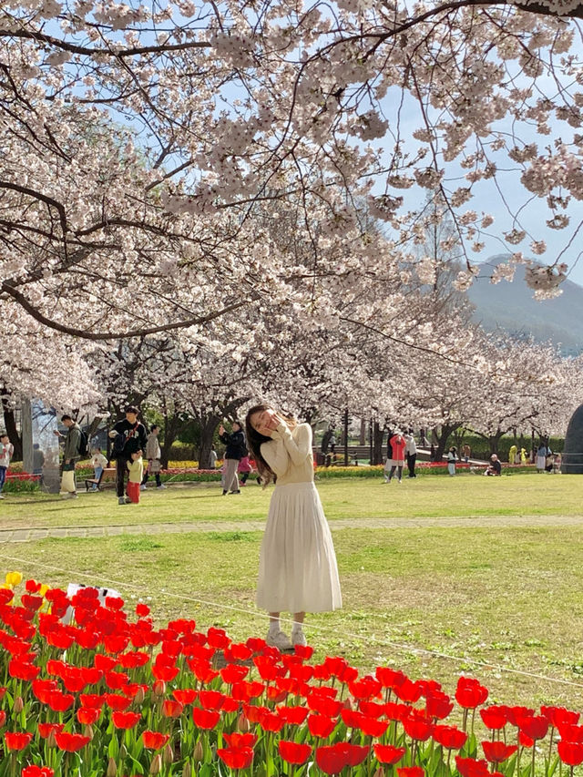 부산 근교 벚꽃 + 튤립 명소 김해 연지공원