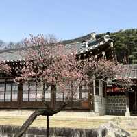 아산 현충사 매화 목련 맛집 🤍