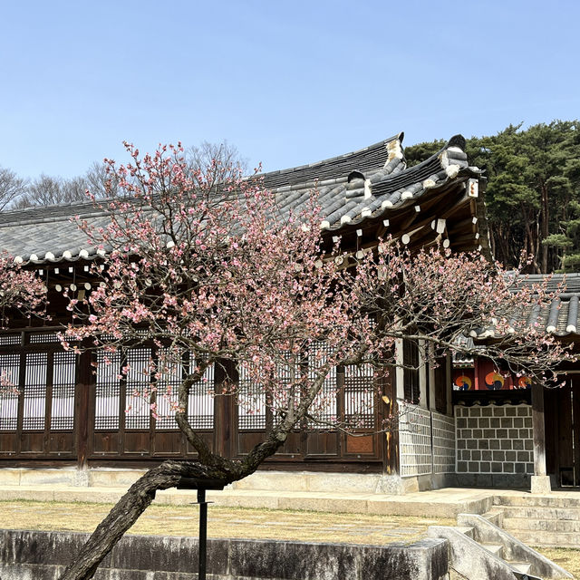 아산 현충사 매화 목련 맛집 🤍