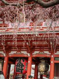 東京｜淺草寺櫻花美景 春日遊賞不可錯過🌸