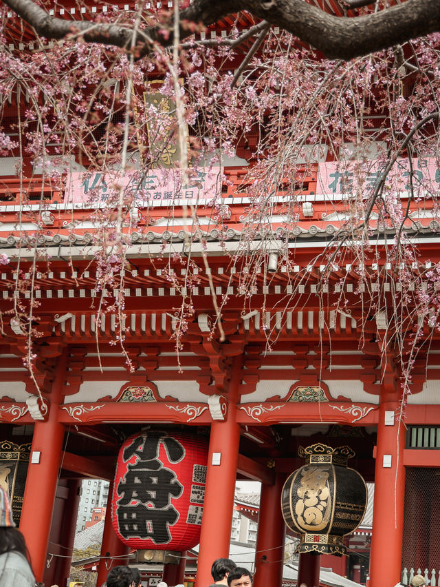 東京｜淺草寺櫻花美景 春日遊賞不可錯過🌸