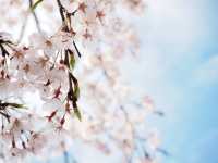琵琶湖　豊公園の桜