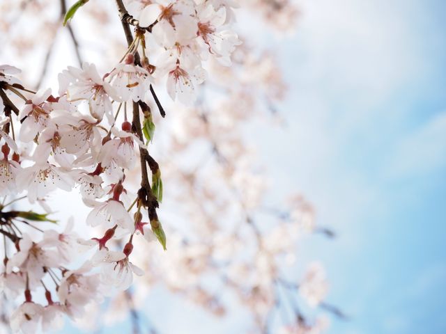 琵琶湖　豊公園の桜