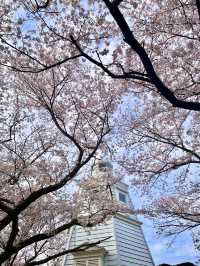 【鳥取　境港】灯台と桜が一緒に楽しめる公園