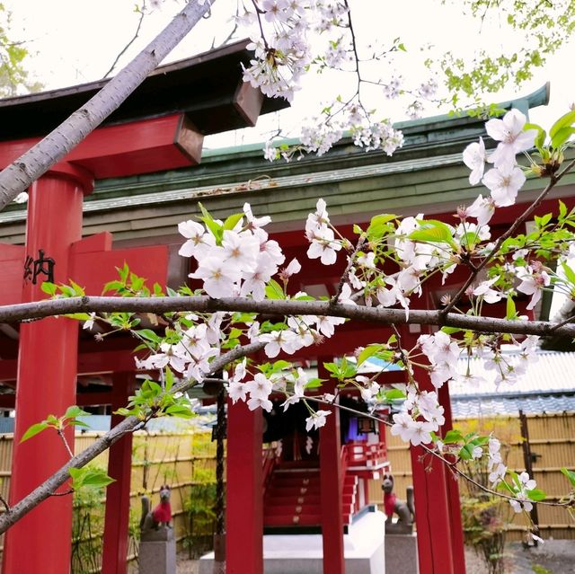 春の大阪旅行🌸桜と高倉稲荷神社