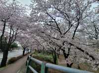 Kkotbora park in Daegu