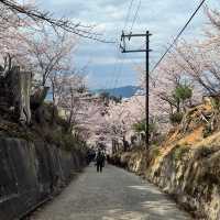 【奈良】必見！感動の千本桜