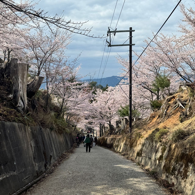 【奈良】必見！感動の千本桜