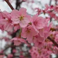 🎏Sakura Iwakura Festival🎏