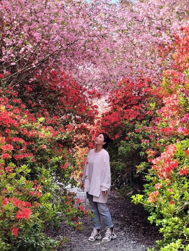 제1회 서부해당화 봄꽃축제🌸