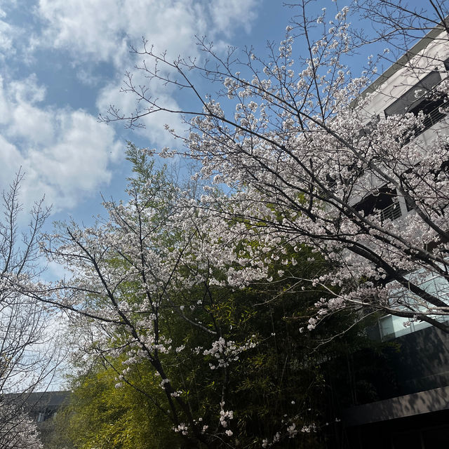서울근교 여행! 경기도 벚꽃명소에 호캉스까지 힐링 여행 코스