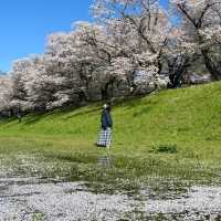 井原堤水邊公園：絢爛櫻花