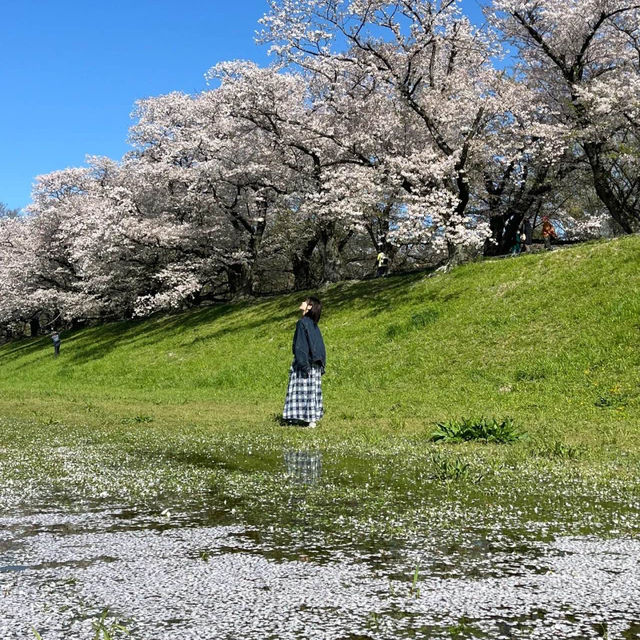 井原堤水邊公園：絢爛櫻花